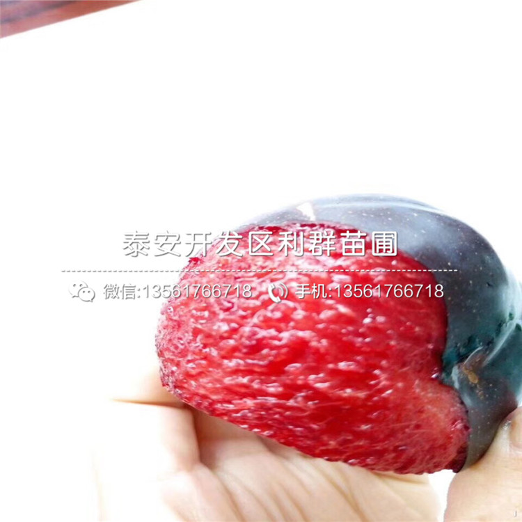 冰脆李苗價(jià)格、冰脆李苗基地
