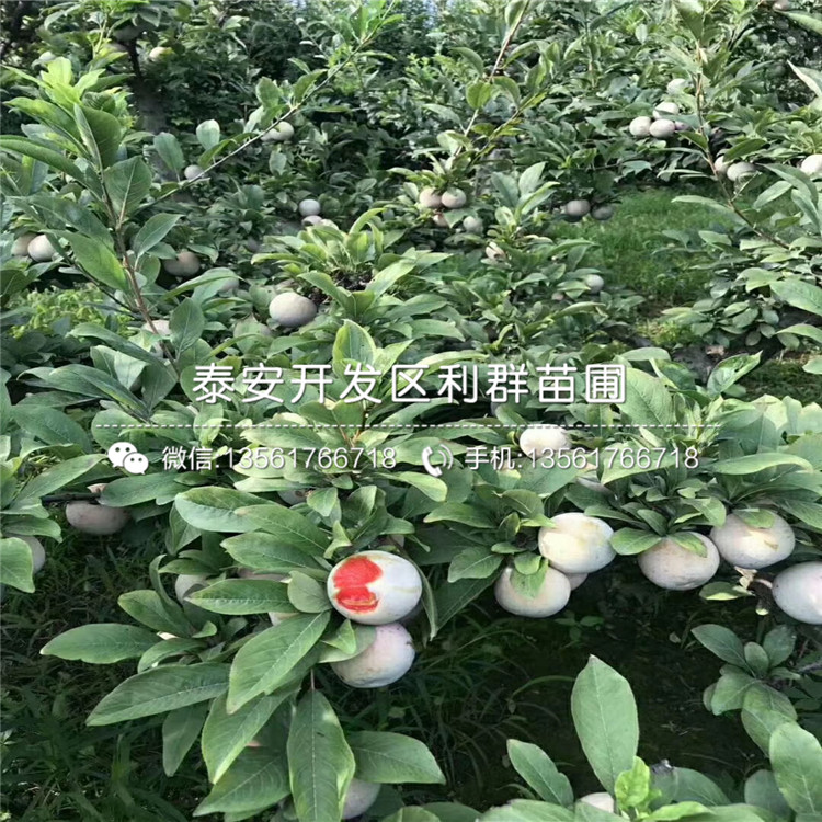紅寶石李子樹苗品種介紹、紅寶石李子樹苗價格及基地