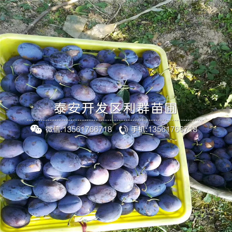 三華李子苗報價、三華李子苗價格及報價