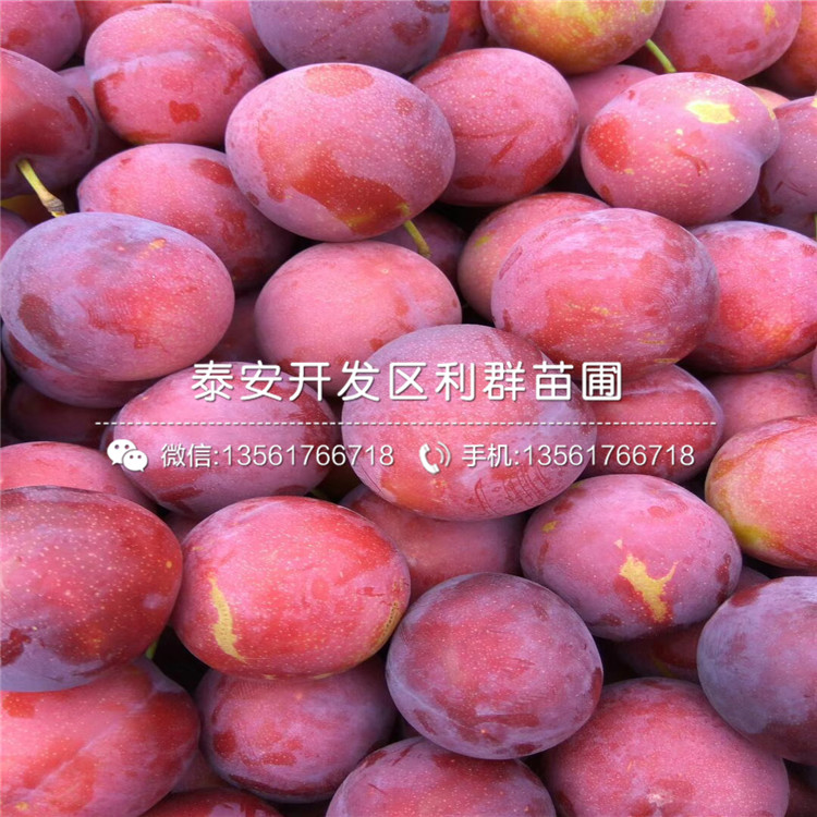 山東紅布林李子樹苗、紅布林李子樹苗價(jià)格