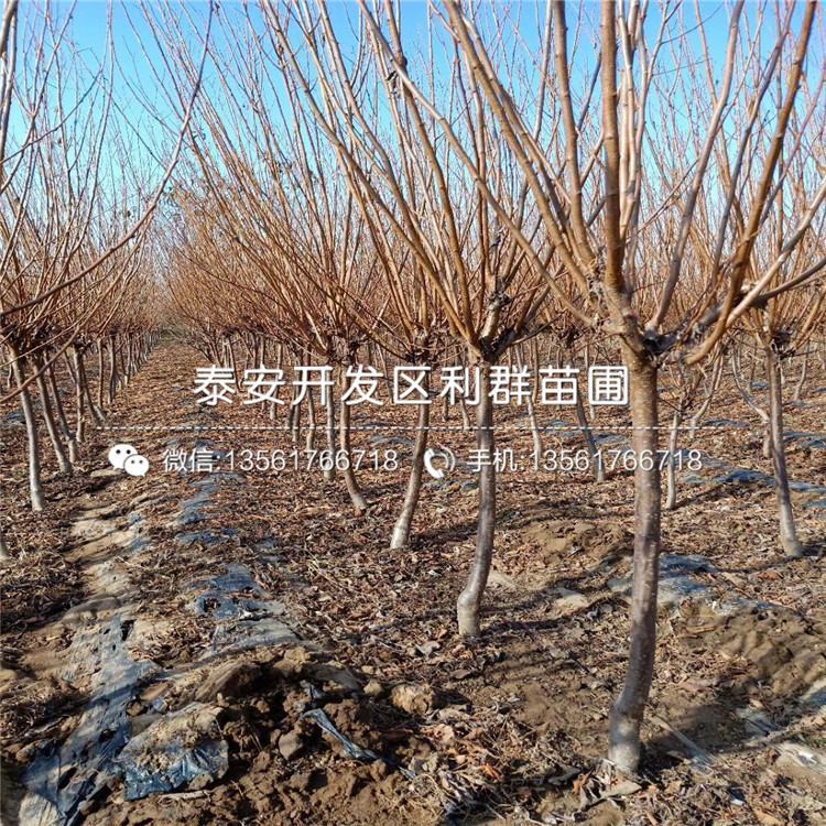 出售秋姬李苗、出售秋姬李苗價(jià)格