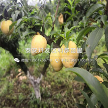 红心李树苗基地、红心李树苗价格及报价图片