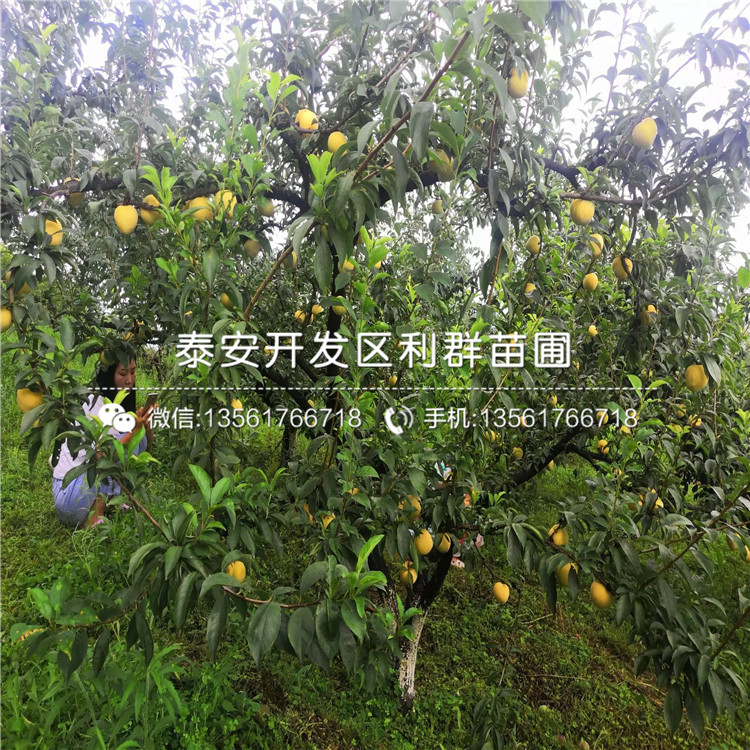 紅心李子苗出售價(jià)格、紅心李子苗基地及報(bào)價(jià)