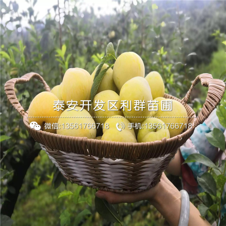 脆紅李子苗、脆紅李子苗出售基地