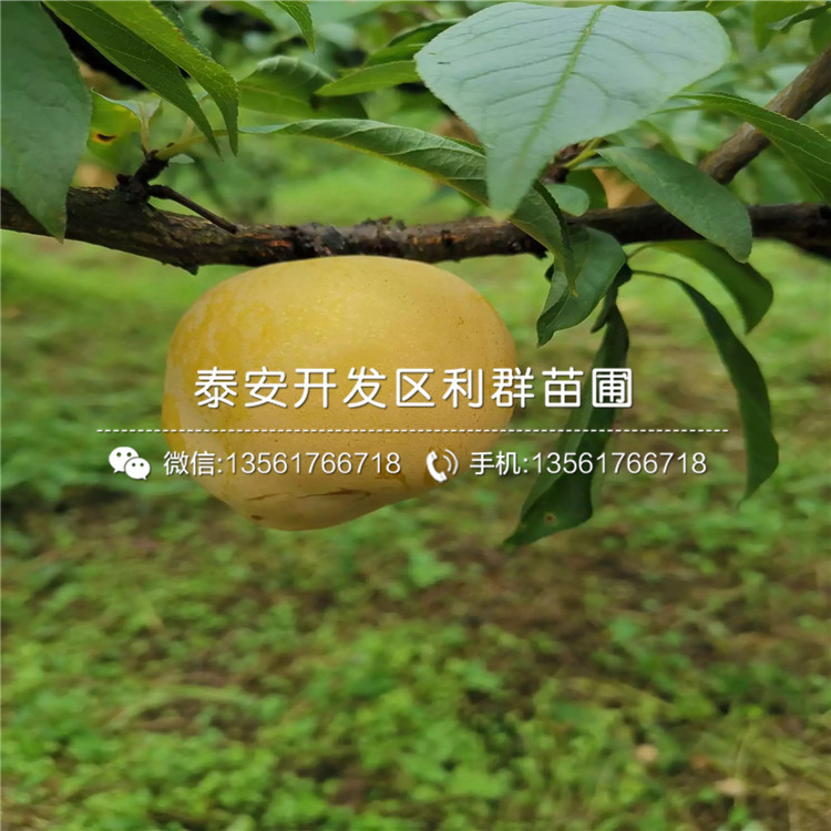 紅心李子苗出售價(jià)格、紅心李子苗基地及報(bào)價(jià)