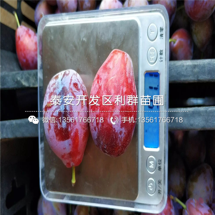 出售三華李苗、出售三華李苗價格及基地