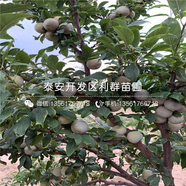 新品種恐龍蛋李樹苗、恐龍蛋李樹苗價格及基地