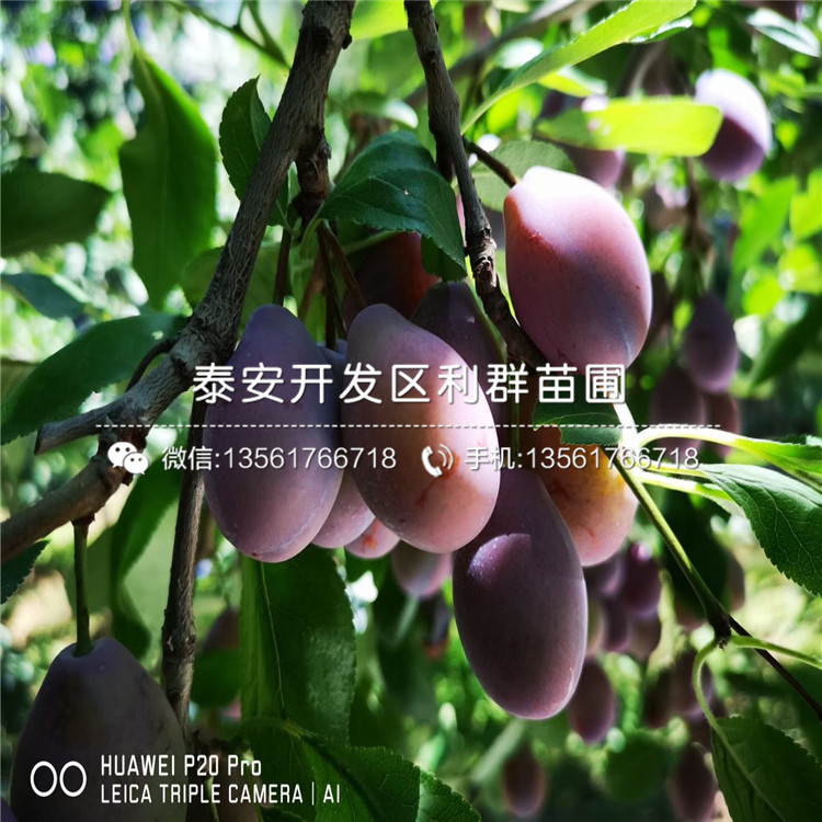 新品種恐龍蛋李樹苗、恐龍蛋李樹苗價格及基地