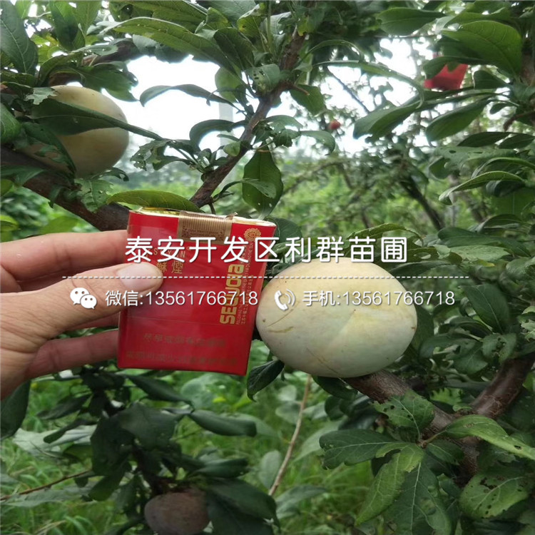 三華李子苗報價、三華李子苗價格及報價