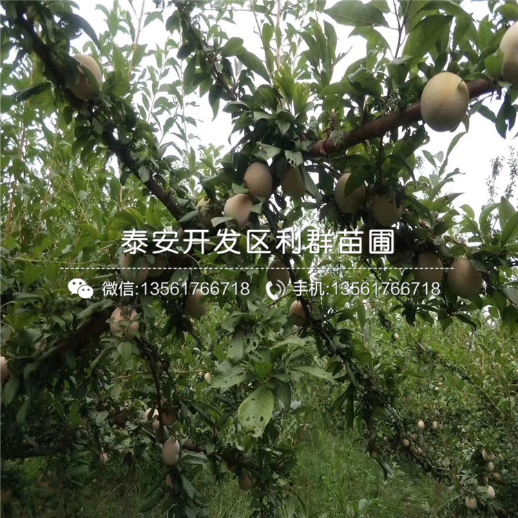 出售杏李苗、杏李苗基地