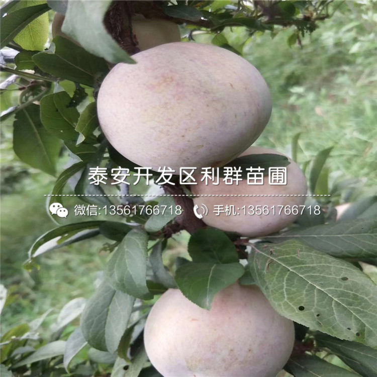 美國(guó)恐龍蛋李苗價(jià)錢