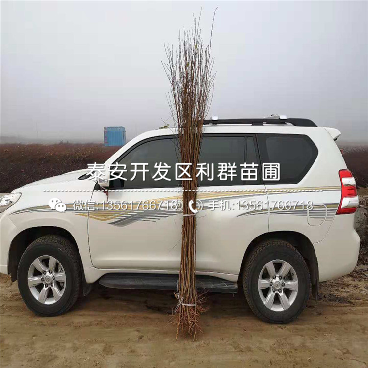 出售冰脆李樹苗、出售冰脆李樹苗基地