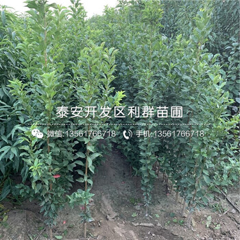 美國(guó)恐龍蛋李樹苗基地
