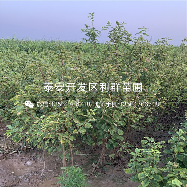 風(fēng)味玫瑰李苗、風(fēng)味玫瑰李苗新品種
