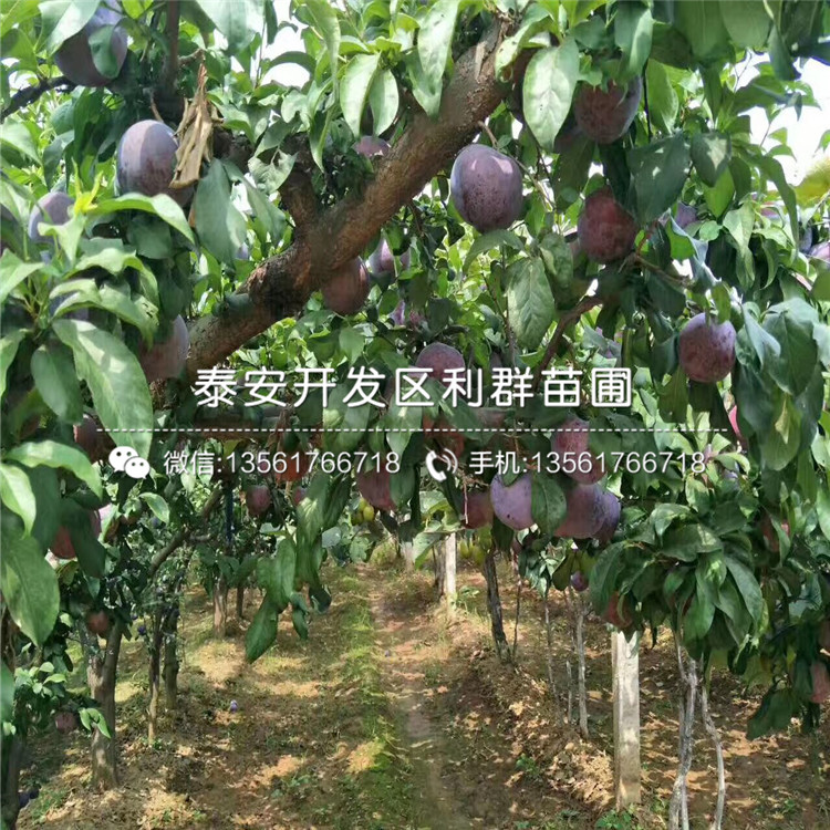 出售冰脆李樹苗、出售冰脆李樹苗基地