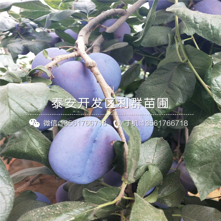 山東紅布林李子樹苗、紅布林李子樹苗價(jià)格