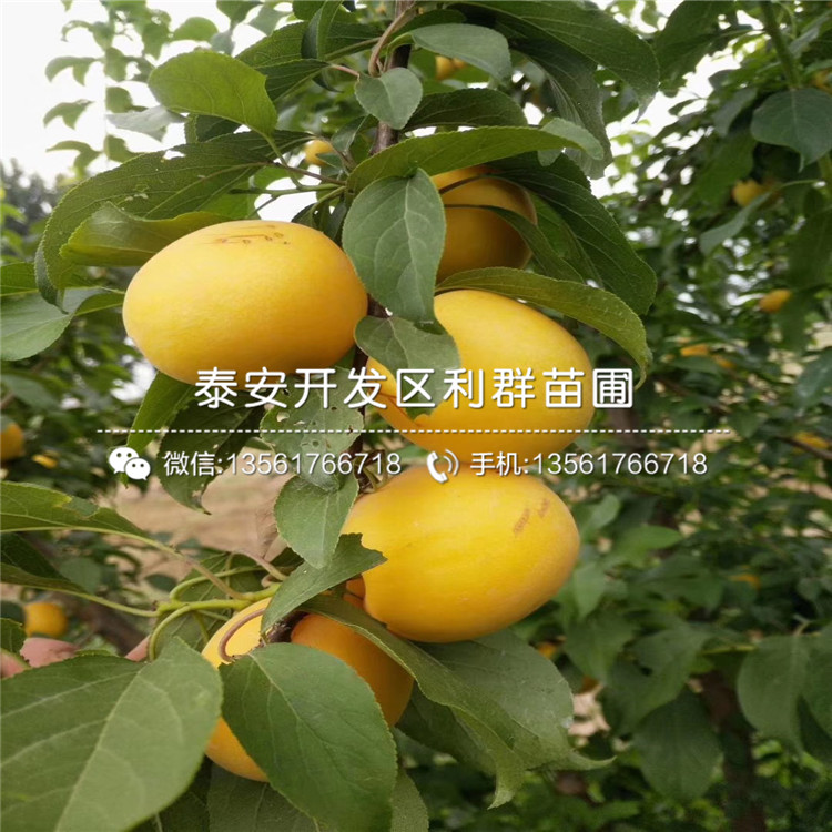 美國(guó)恐龍蛋李苗價(jià)錢