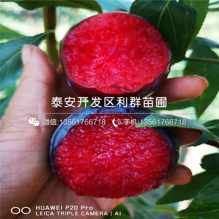 黑布林李子苗、黑布林李子苗基地