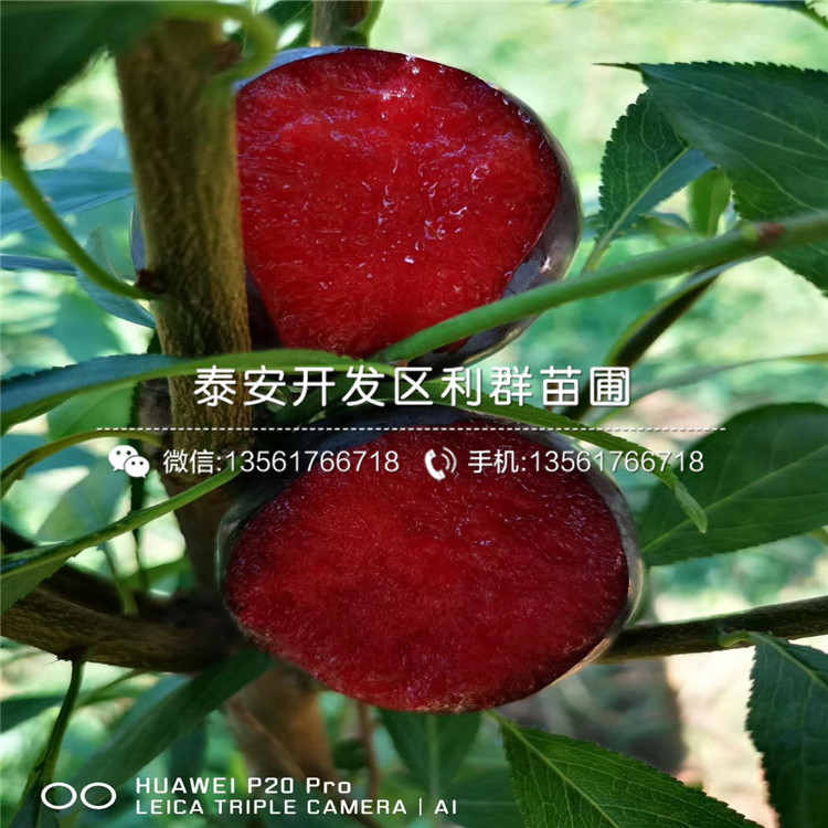 紅心李樹苗價格、紅心李樹苗報價