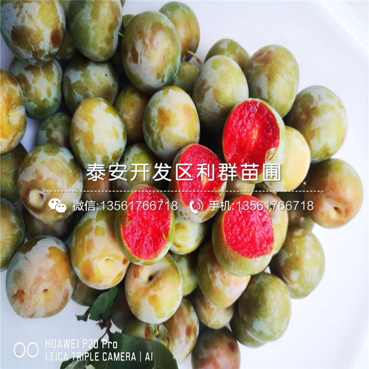 山東李子樹苗、山東李子樹苗基地及報(bào)價(jià)