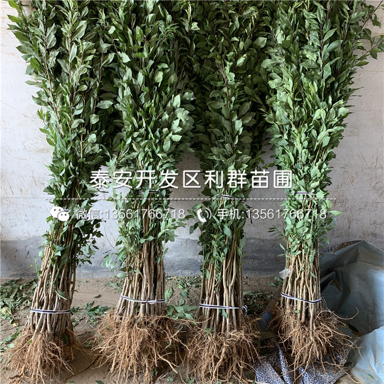 美國恐龍蛋李樹苗、美國恐龍蛋李樹苗報價