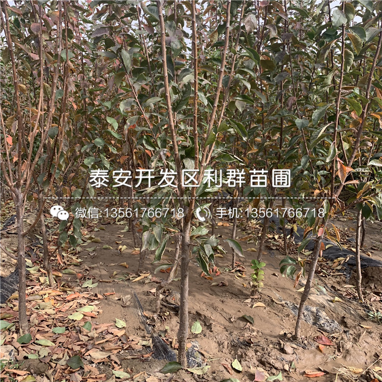 3公分李子苗、3公分李子苗出售價格