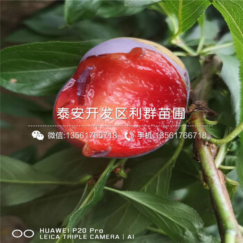 紅心李苗報(bào)價(jià)、2020年紅心李苗價(jià)格
