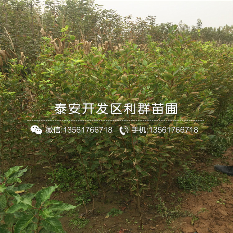 新品種紅脆李樹苗、新品種紅脆李樹苗價(jià)格