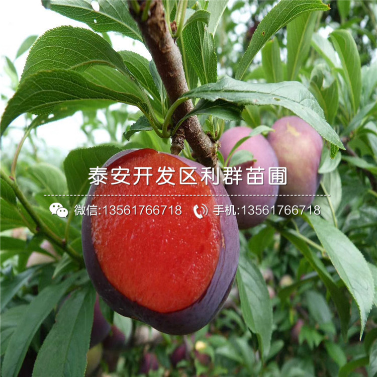 山東風(fēng)味皇后李子樹(shù)苗、山東風(fēng)味皇后李子樹(shù)苗新品種