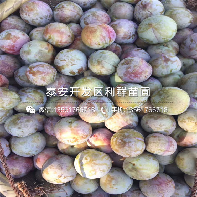 脆紅李子苗、脆紅李子苗出售基地