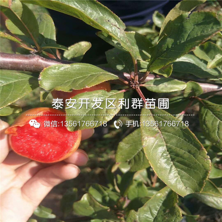 新品種恐龍蛋李樹苗、恐龍蛋李樹苗價格及基地
