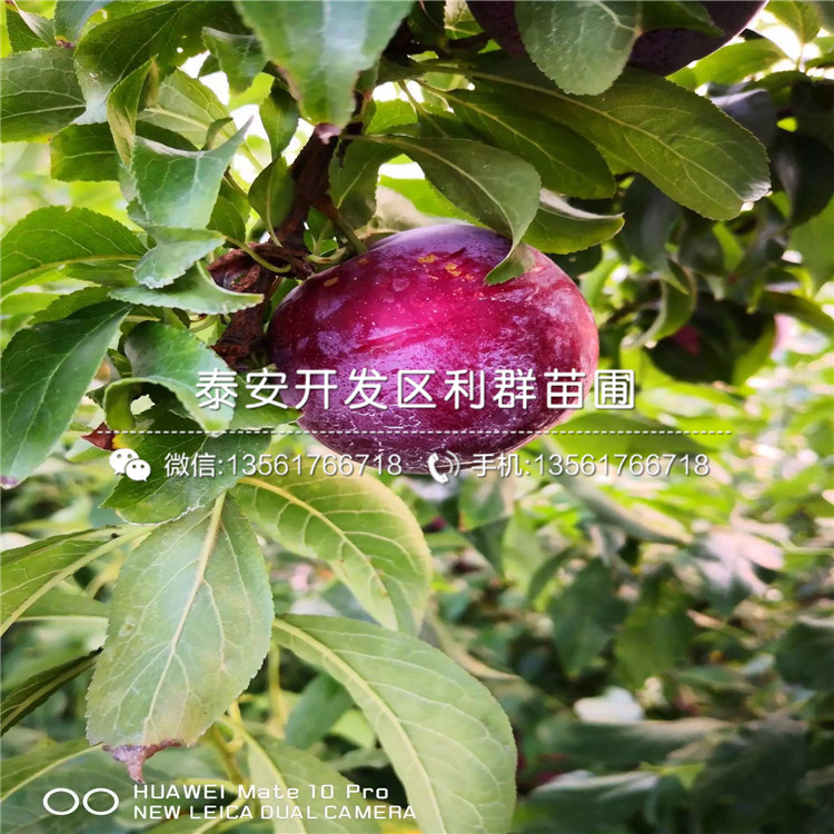 山東李子樹苗、山東李子樹苗基地及報(bào)價(jià)
