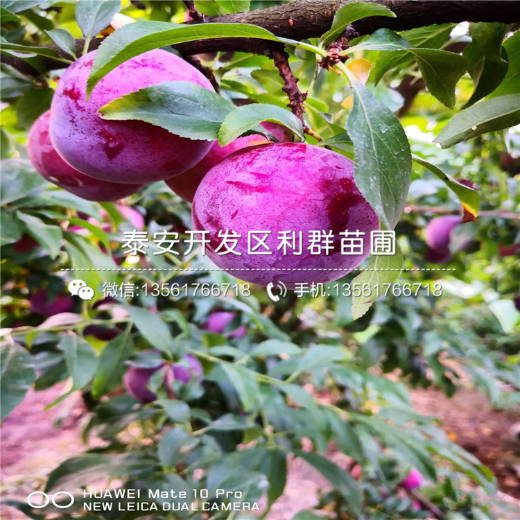 脆紅李子苗、脆紅李子苗出售基地