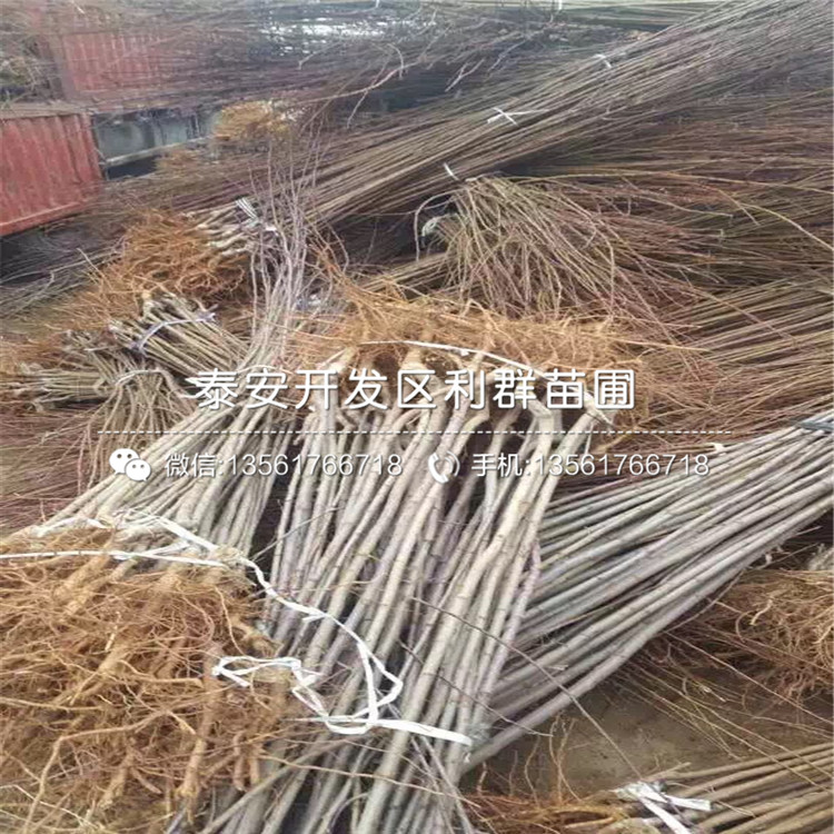 法蘭西西梅李子苗基地、法蘭西西梅李子苗價格及報價