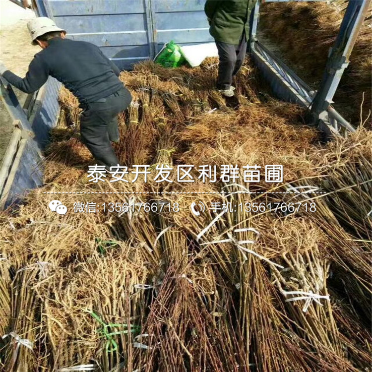 新品種女皇女神李子樹苗、新品種女皇女神李子樹苗價(jià)格