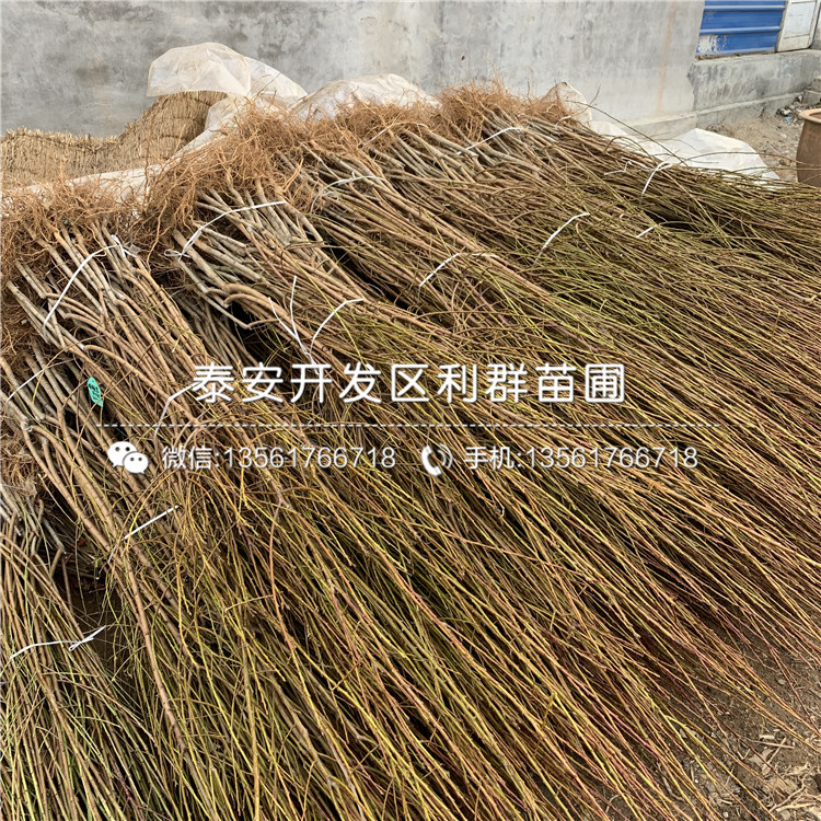 黃金李子樹苗價(jià)格、黃金李子樹苗價(jià)格及基地