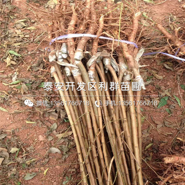 美國(guó)恐龍蛋李苗價(jià)錢