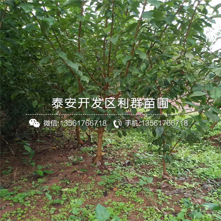 山東李子樹苗、山東李子樹苗基地及報(bào)價(jià)