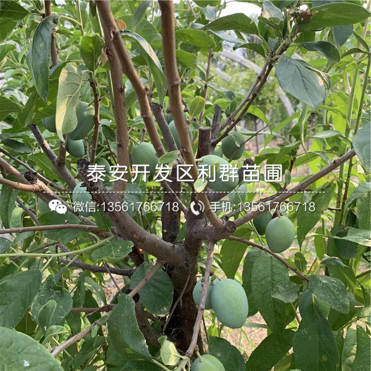出售女神李子苗、女神李子苗價格及報價