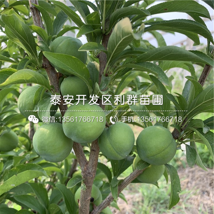 恐龍蛋李苗基地、恐龍蛋李苗價格及報價