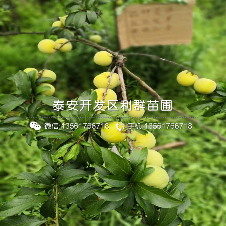 紅布林李子苗、紅布林李子苗價(jià)格及基地