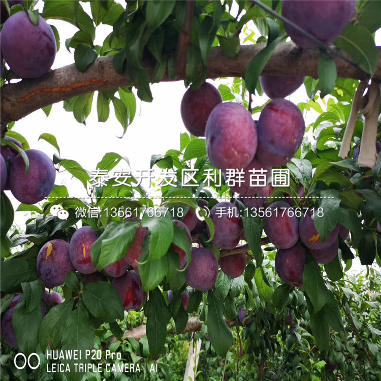 黃金李子樹苗價(jià)格、黃金李子樹苗價(jià)格及基地