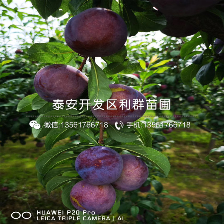 紅心李苗報價、2020年紅心李苗價格