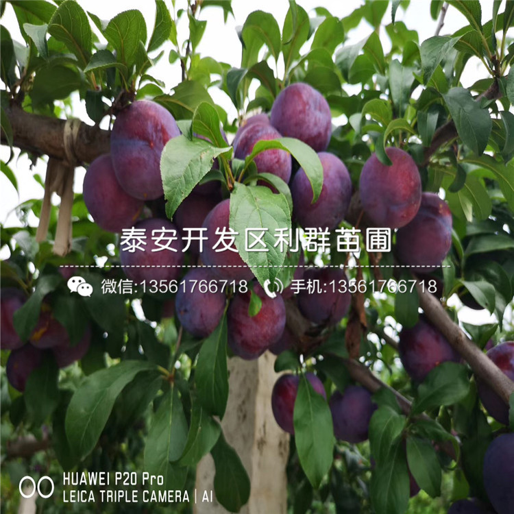 新品種恐龍蛋李樹苗、恐龍蛋李樹苗價格及基地