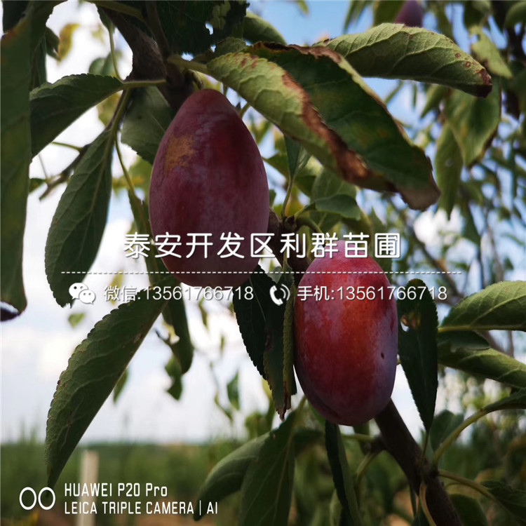 山東早紅李子樹苗、山東早紅李子樹苗報價