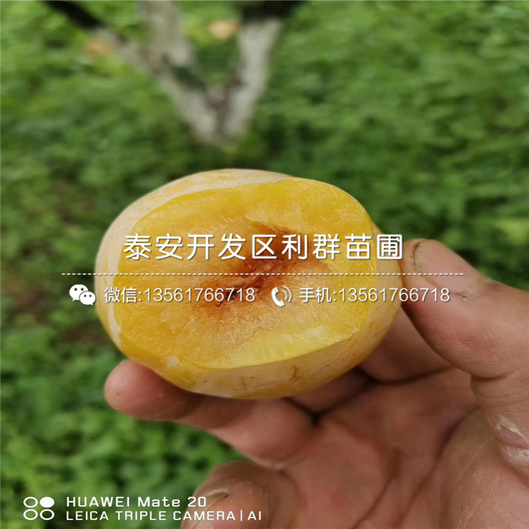脆紅李樹苗、脆紅李樹苗價格