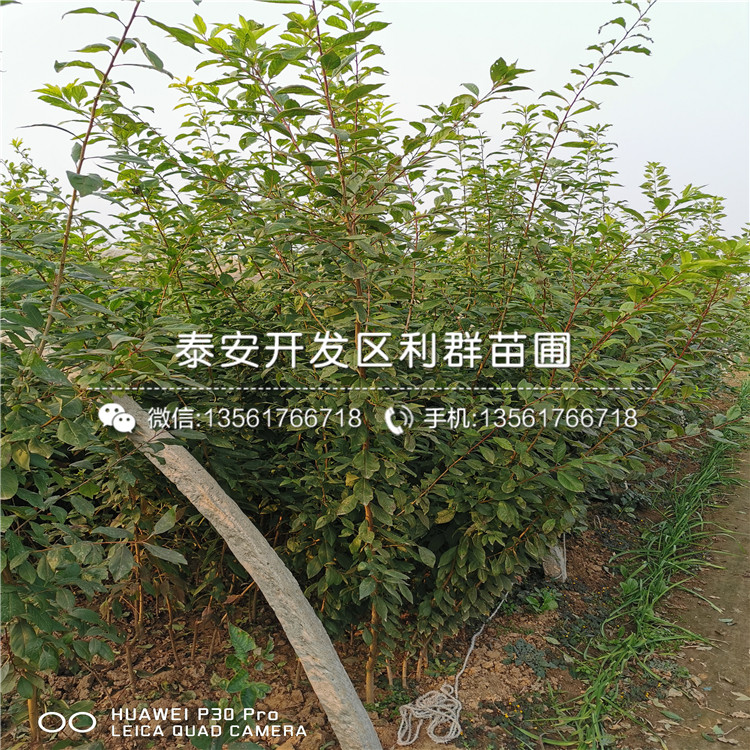 美國(guó)恐龍蛋李苗價(jià)錢