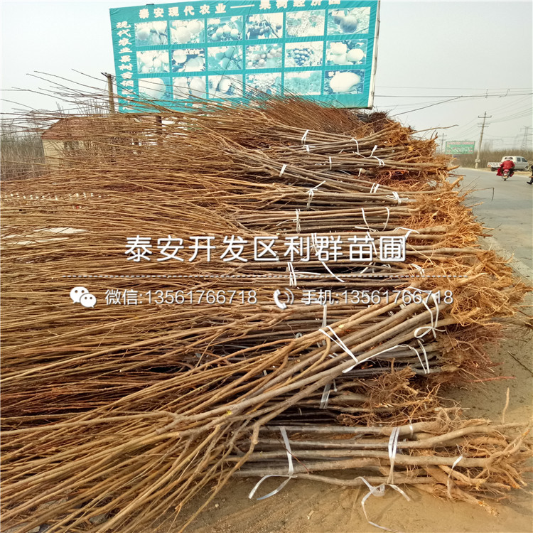 三華李苗、三華李苗價格及報價