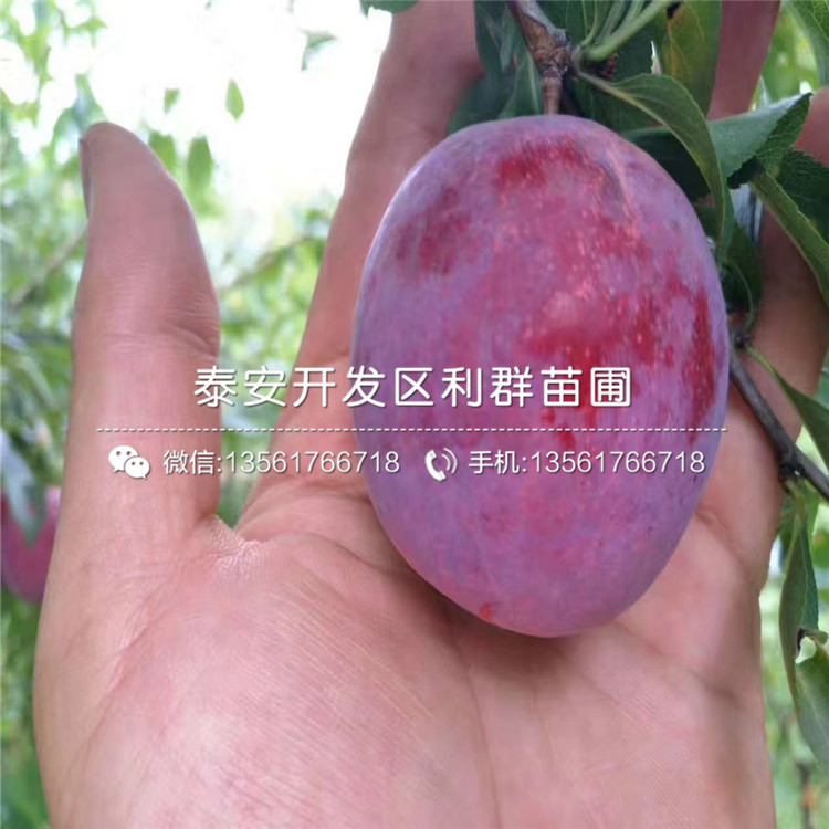 三華李苗、三華李苗價格及報價