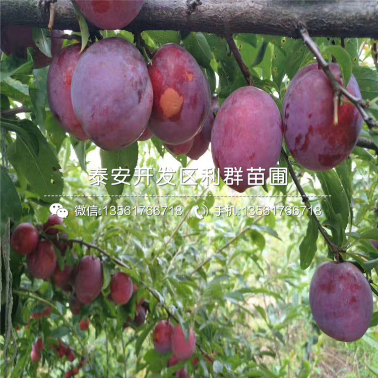 出售恐龍蛋李子樹苗、出售恐龍蛋李子樹苗價格